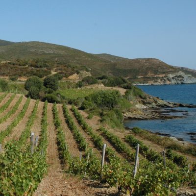 Vignes Corse