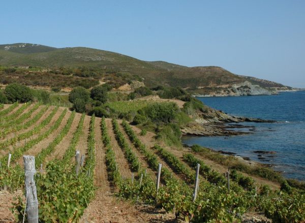 Vignes Corse