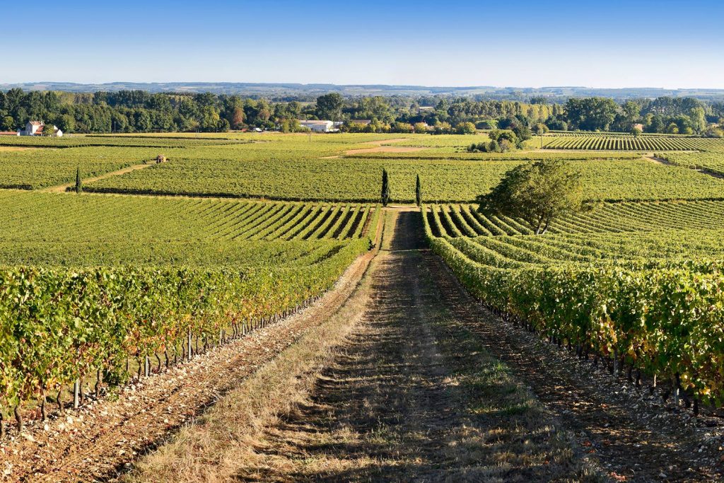 Mais j. Cognac Region.