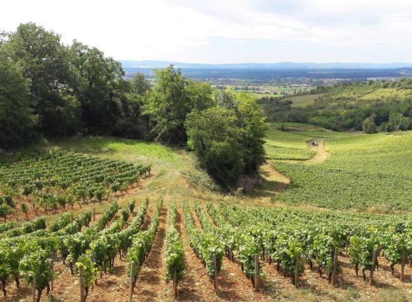 Vignoble de Givry_photo DR Clément L'hôte