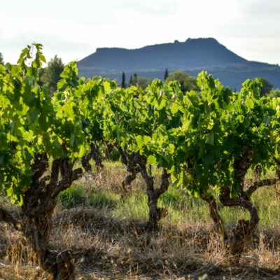 Vignes en Languedoc avant la vendange 2024