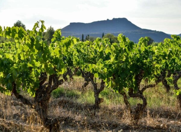 Vignes en Languedoc avant la vendange 2024