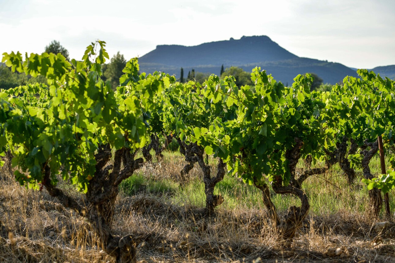 Vignes en Languedoc avant la vendange 2024