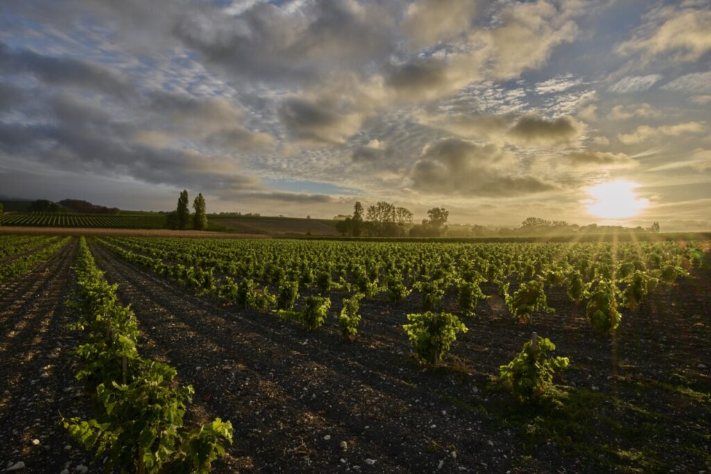 Plants de vignes à Cognac