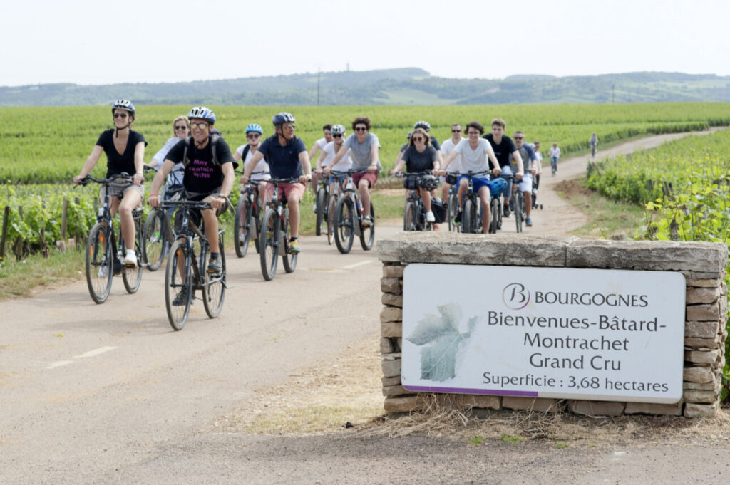 vélos dans les vignes de bourgogne