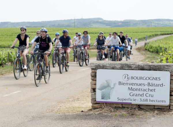 vélos dans les vignes de bourgogne