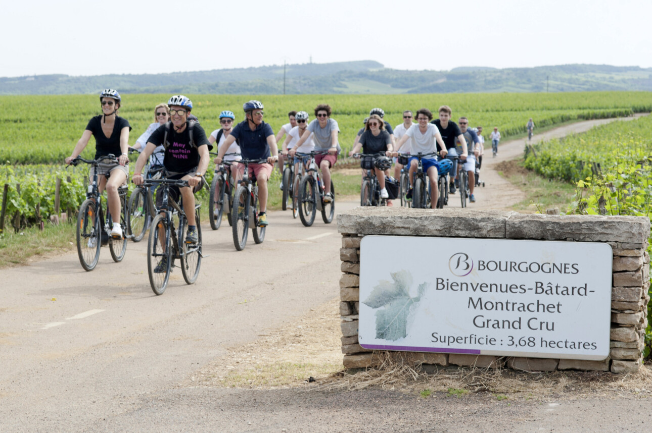 vélos dans les vignes de bourgogne