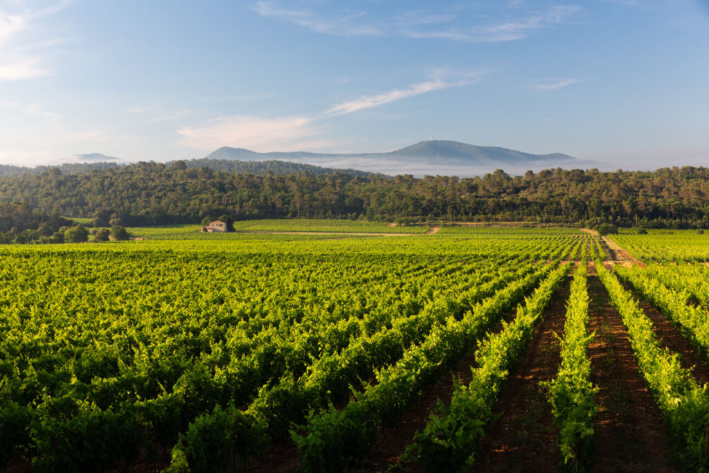 Le vignoble autour du Château Gasqui