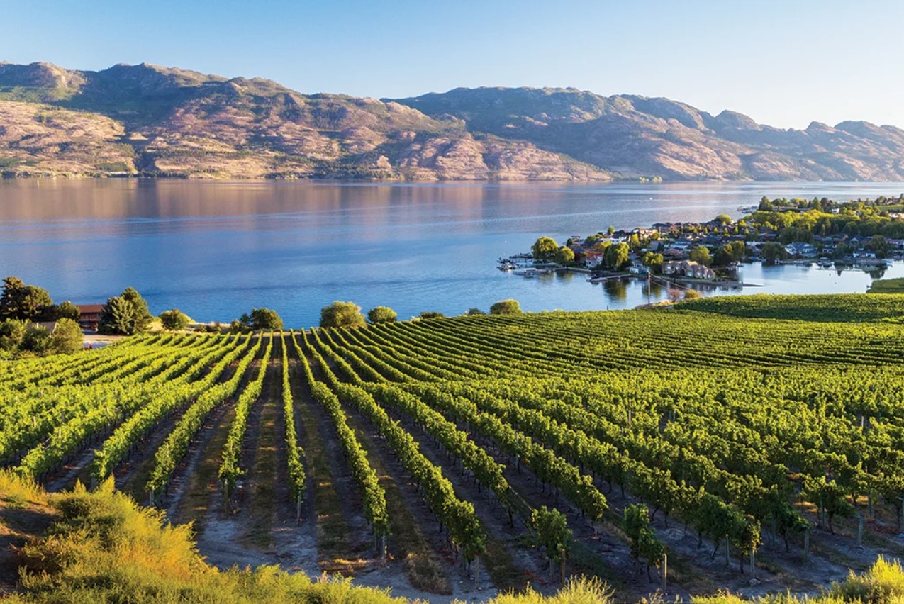 Vignoble en borde de lac