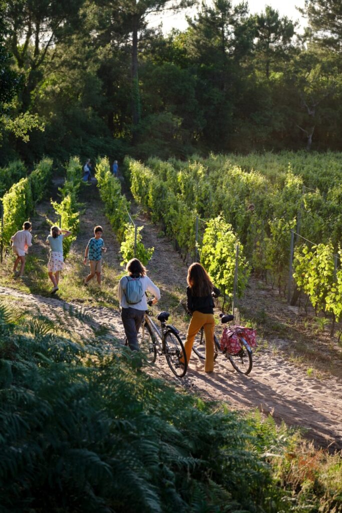 vélo dans les vignes