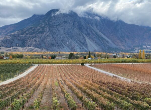 Le vignoble Corcelettes - Siimilkameen