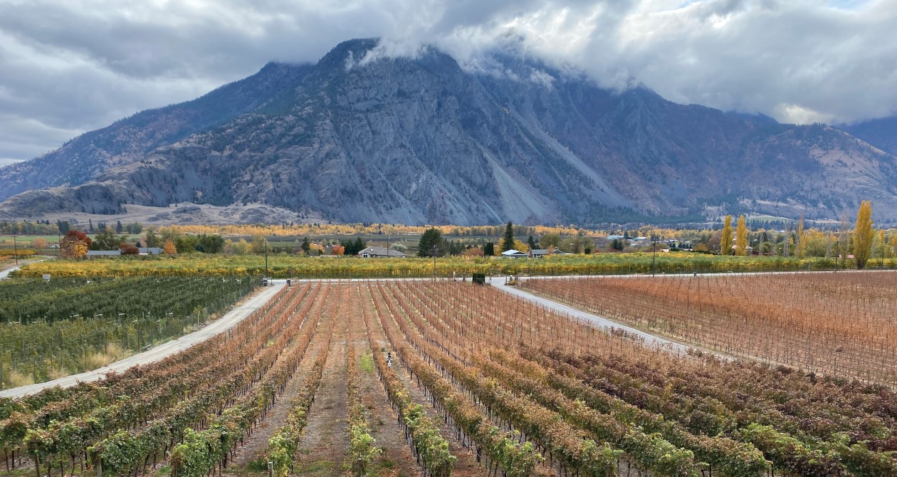 Le vignoble Corcelettes - Siimilkameen