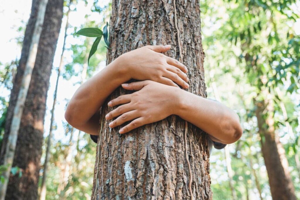 
L’arbre qui s’enlace 