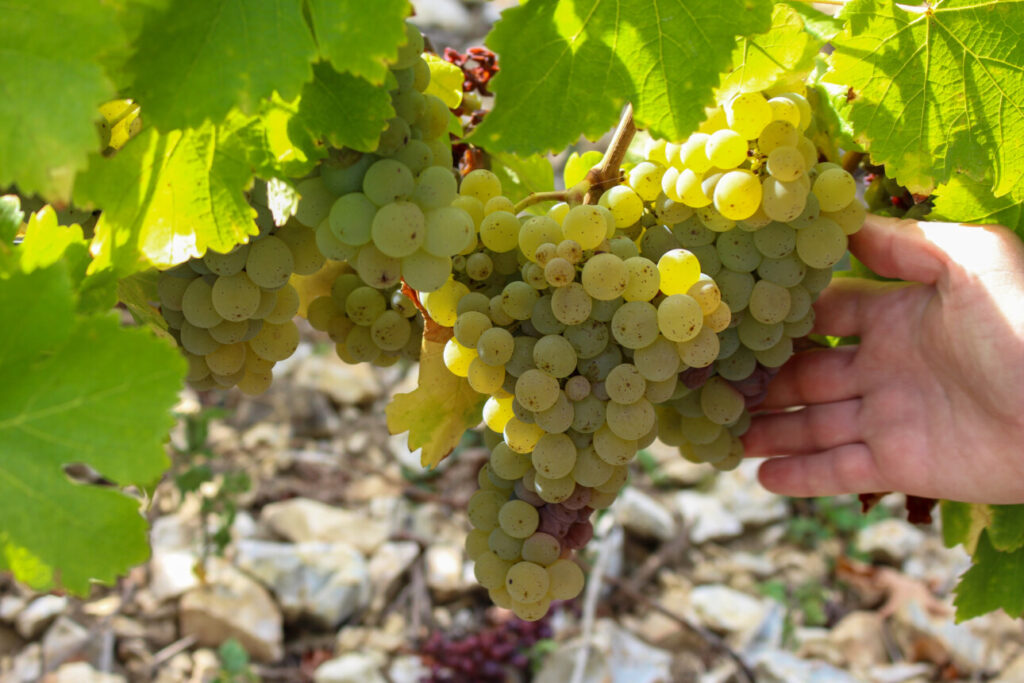 Grappe de sauvignon