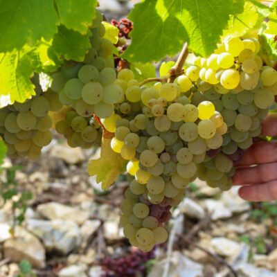 Grappe de sauvignon