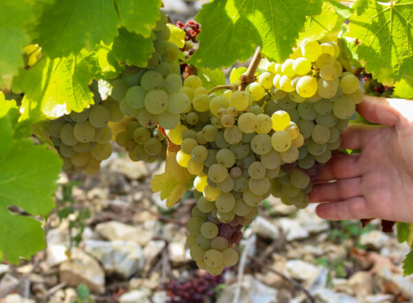 Grappe de sauvignon