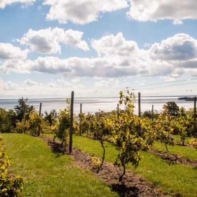 Vignoble du Prince Edward County