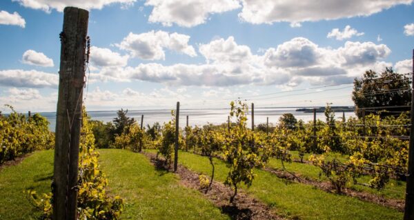 Vignoble du Prince Edward County