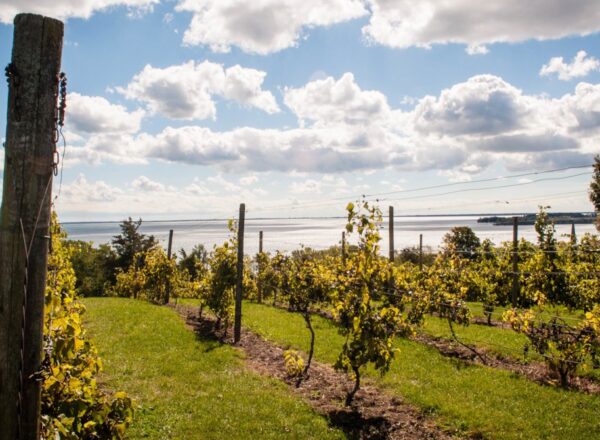 Vignoble du Prince Edward County