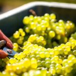 Sécateur dans une bassine de raisins pour les vendanges