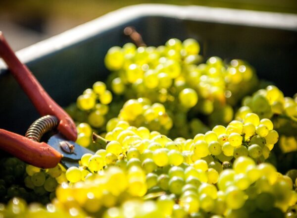 Sécateur dans une bassine de raisins pour les vendanges