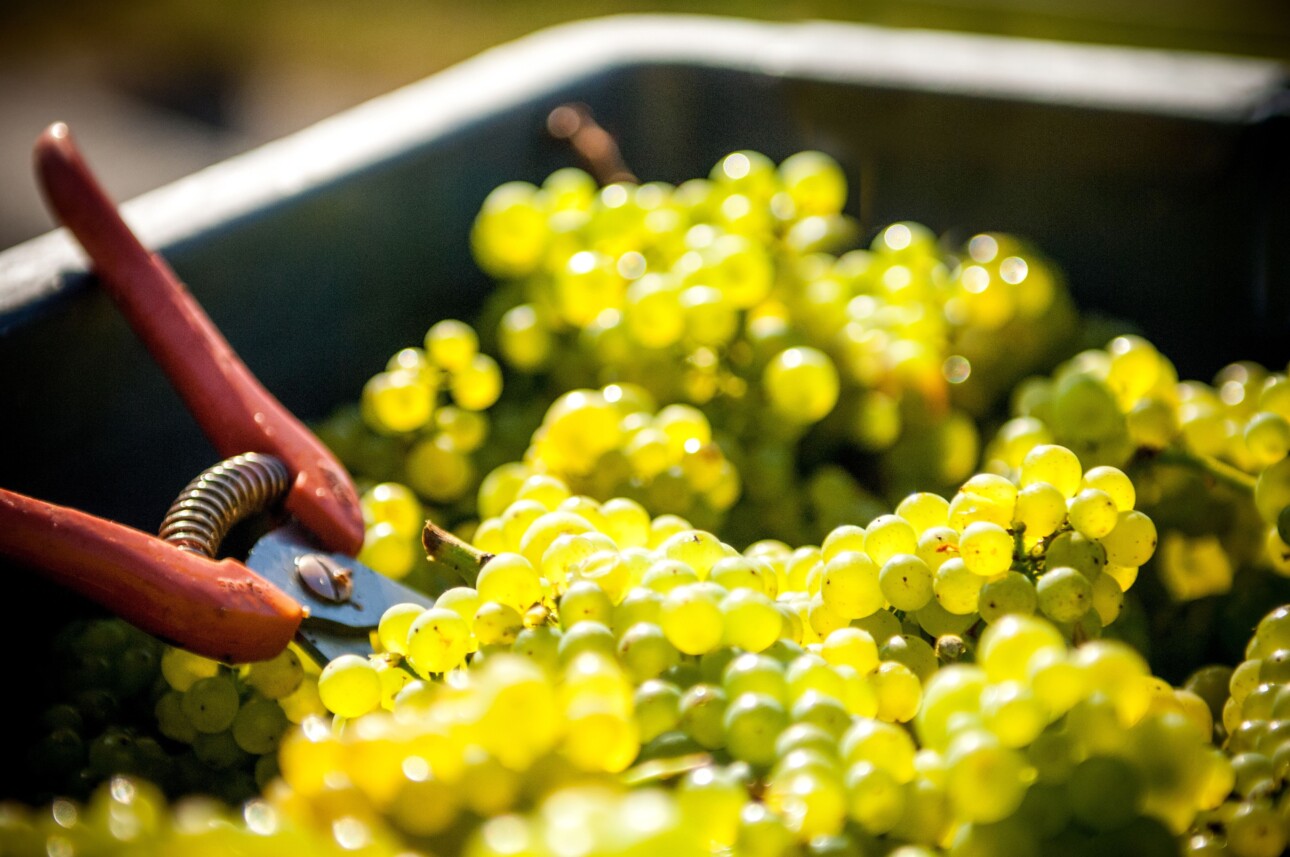 Sécateur dans une bassine de raisins pour les vendanges