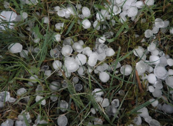 Flocons de grêle dans l'herbe après intempéries