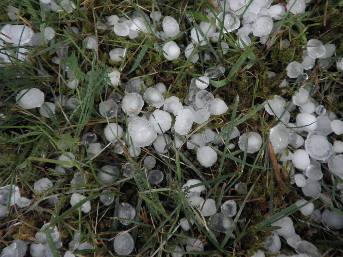 Flocons de grêle dans l'herbe après intempéries