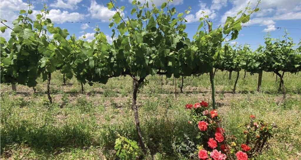 Vignes de Querétaro