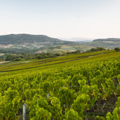 Vignes de la côte chalonnaise en Bourgogne