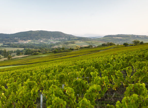 Vignes de la côte chalonnaise en Bourgogne