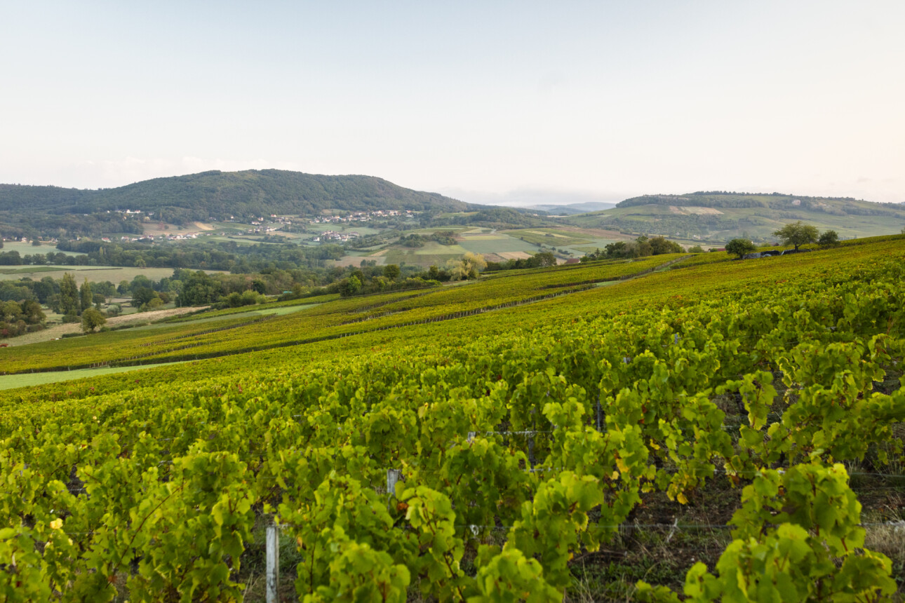 Vignes de la côte chalonnaise en Bourgogne