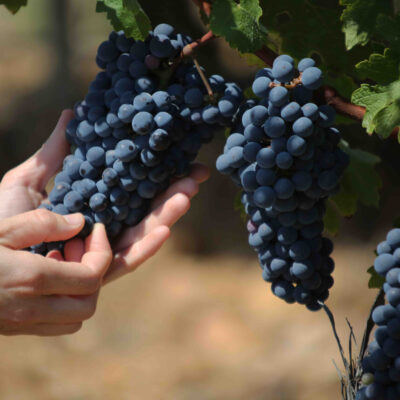 Grappe de raisin illustrant la faible récolte dans le Bordelais