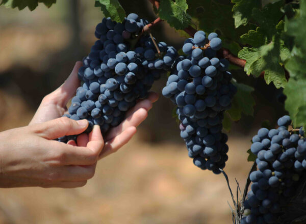 Grappe de raisin illustrant la faible récolte dans le Bordelais