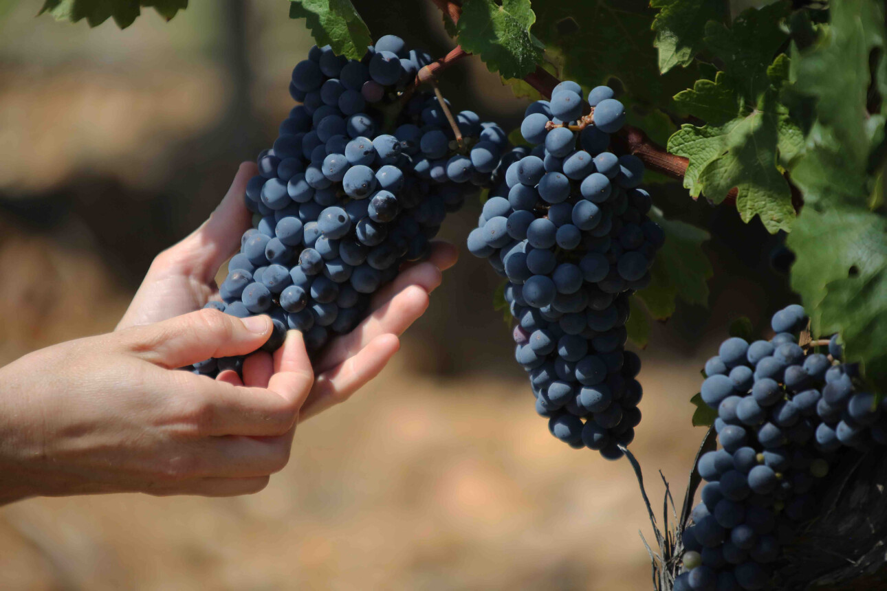 Grappe de raisin illustrant la faible récolte dans le Bordelais