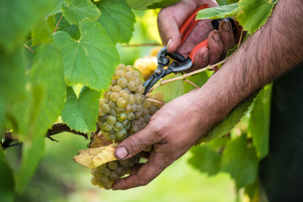 Main d'un vendengeur avec sécateur sur une grappe de melon de Bourgogne dans le Muscadet