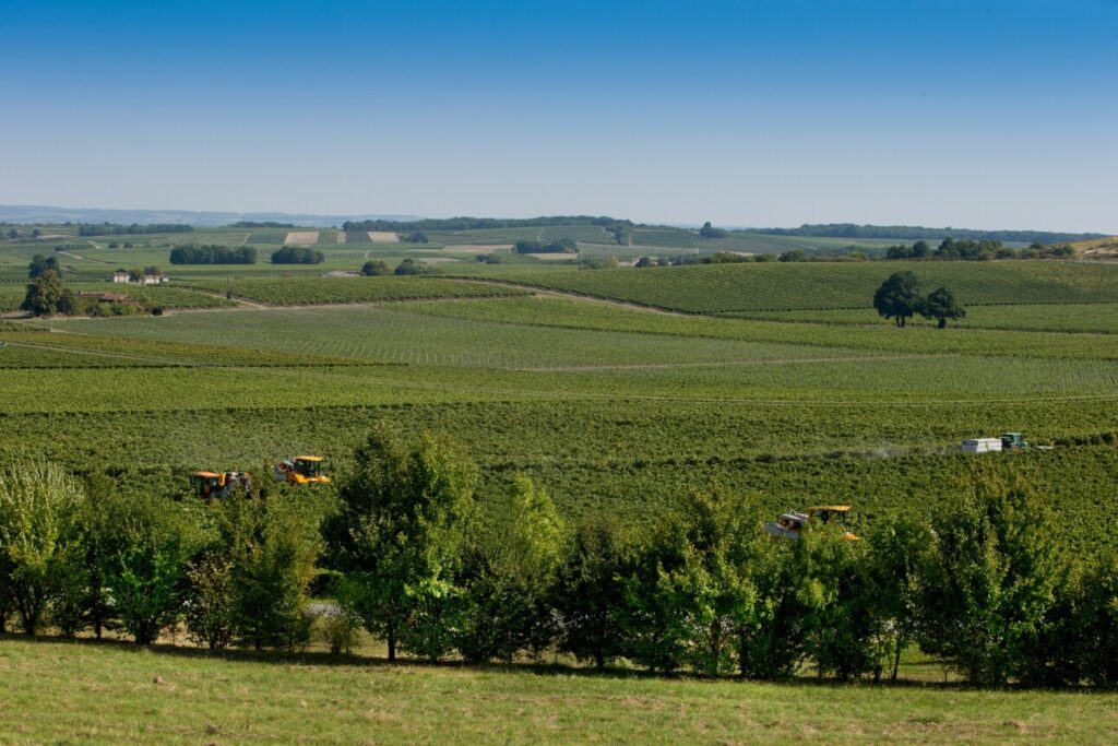 Vignes à Cognac avant les vendanges