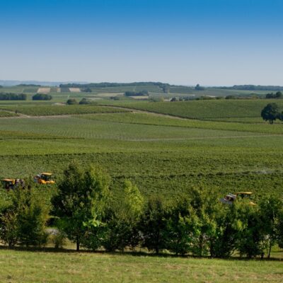 Vignes à Cognac avant les vendanges