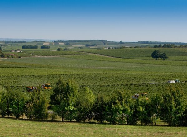 Vignes à Cognac avant les vendanges