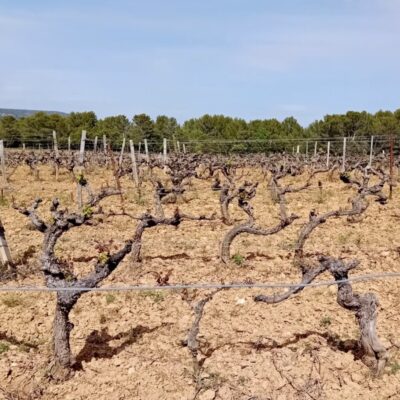 Vignes de château Vignelaure