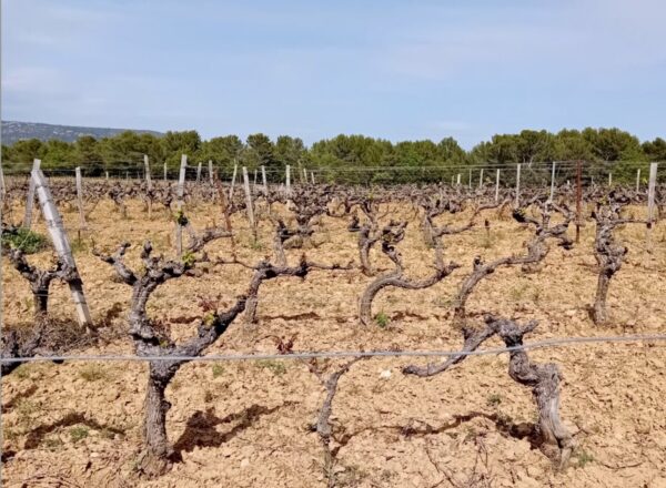 Vignes de château Vignelaure