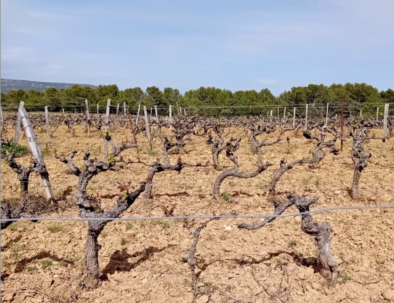 Vignes de château Vignelaure