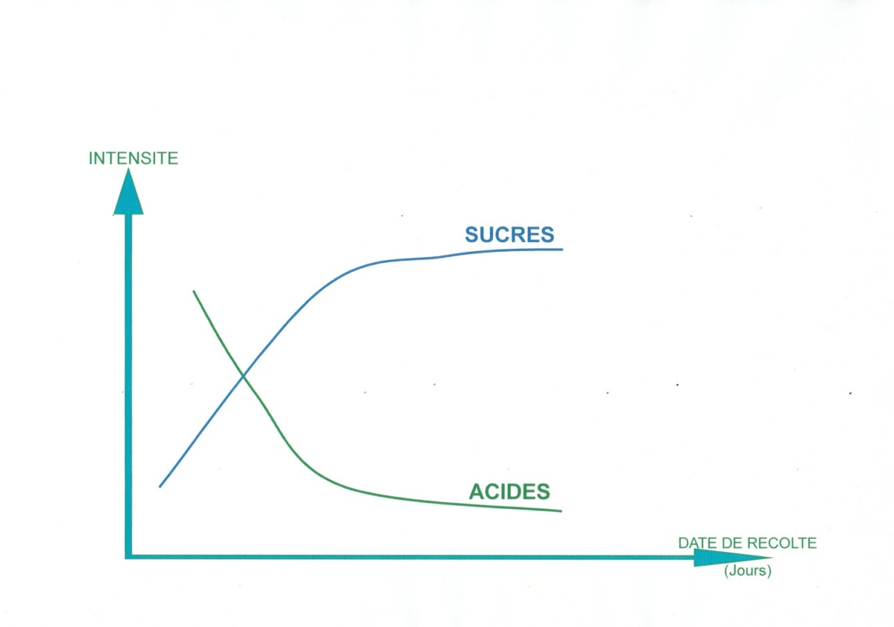 Courbe acidité sucre vin