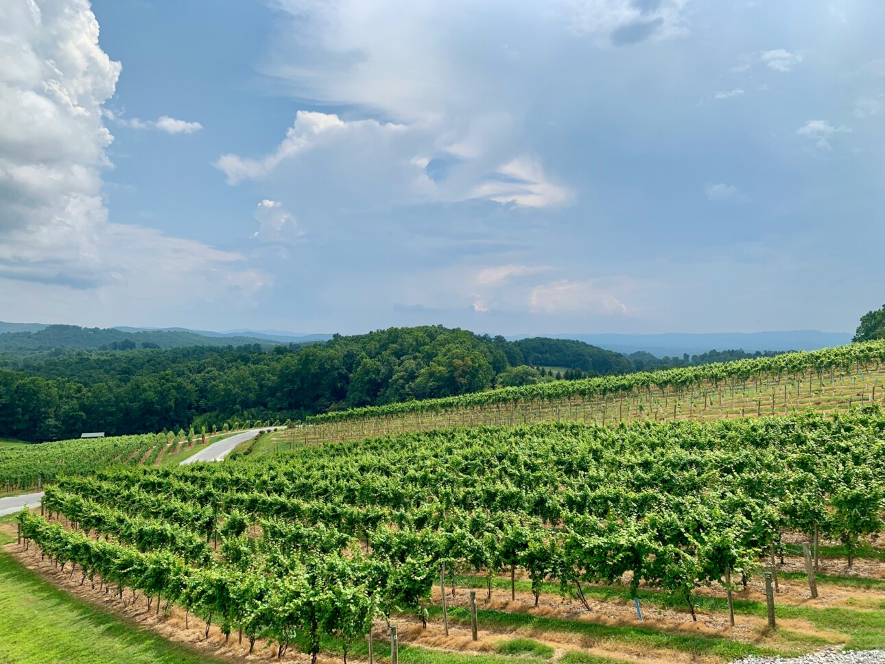 Vignes pour illustrer l'arrachage