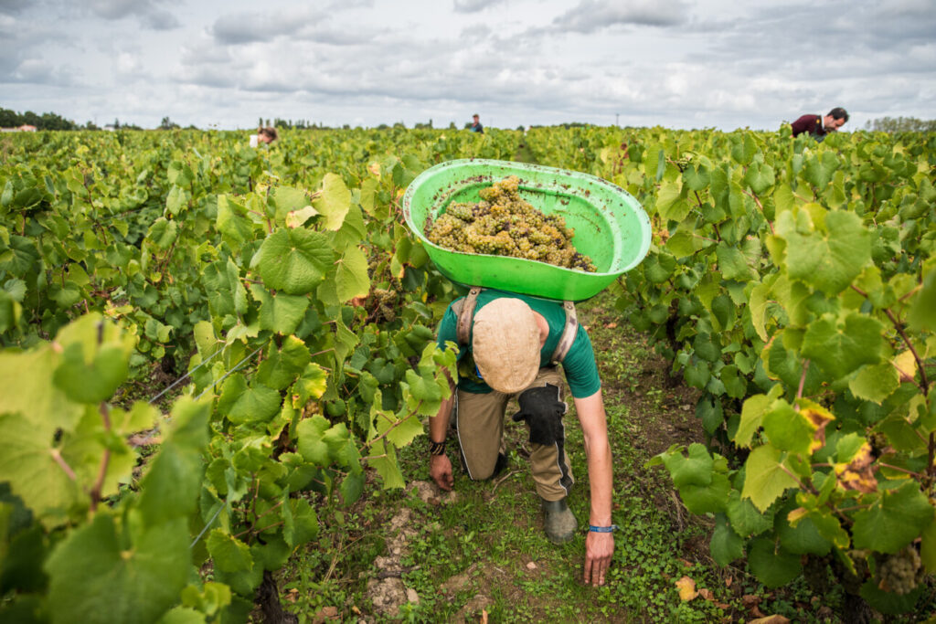 Vendangeur portant une hotte dans les vignes du muscadet