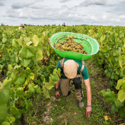 Vendangeur portant une hotte dans les vignes du muscadet