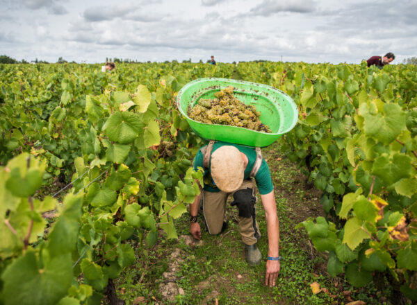 Vendangeur portant une hotte dans les vignes du muscadet