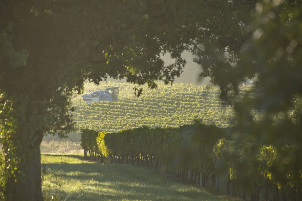 Vignes en Côtes de Gascogne