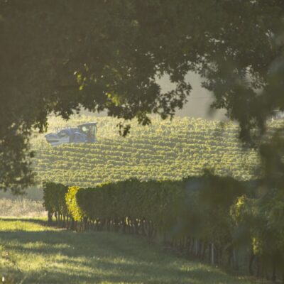 Vignes en Côtes de Gascogne