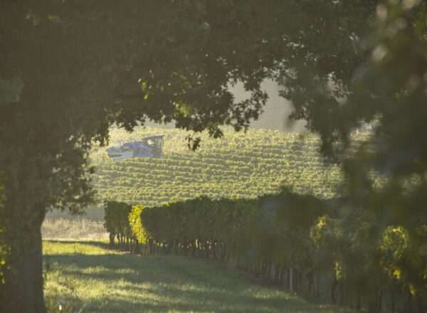 Vignes en Côtes de Gascogne